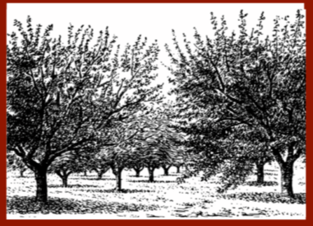 Woodside Orchard